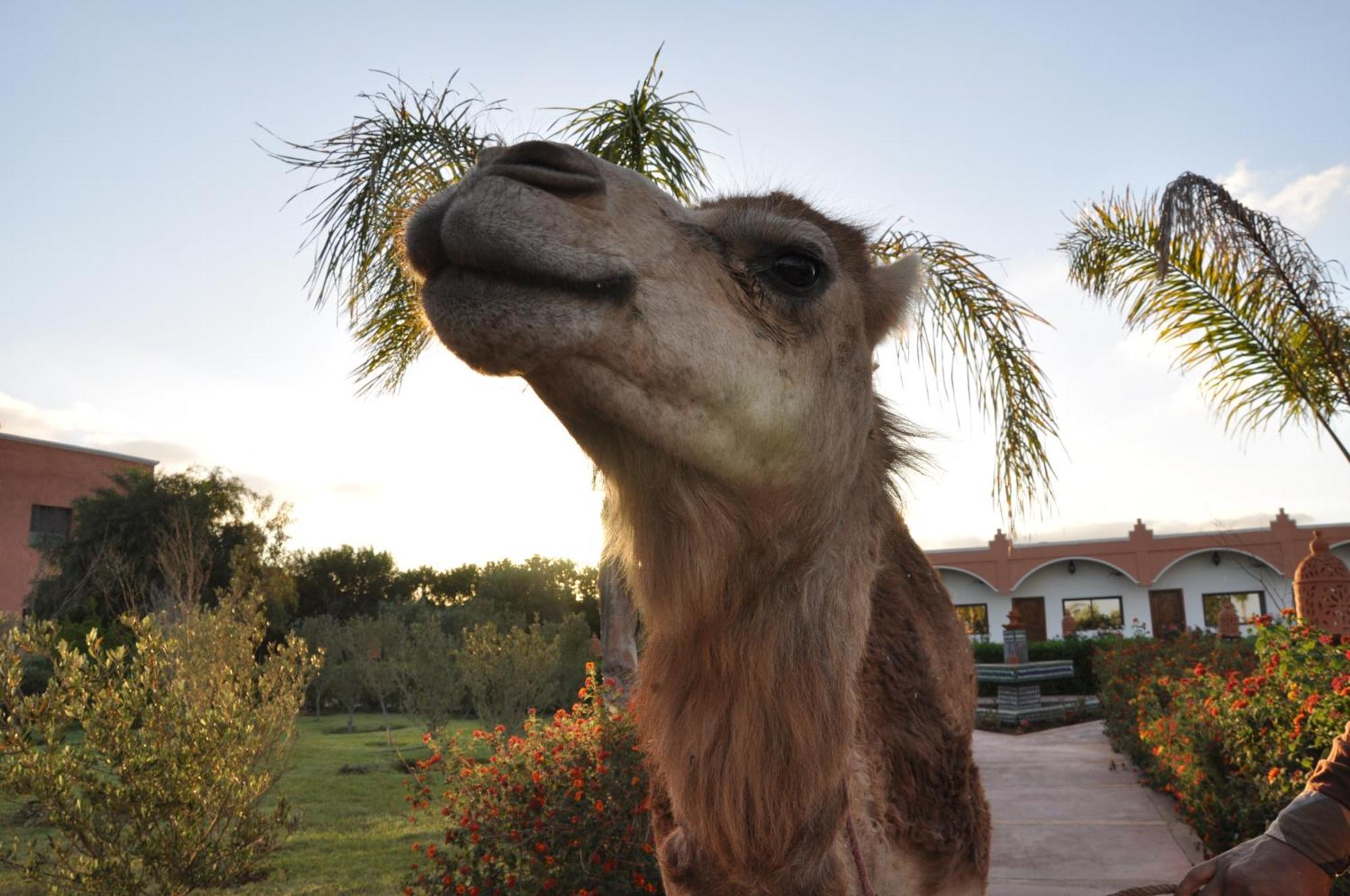 Riad hamdani casablanca prix